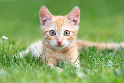 Les urgences chez le chat
