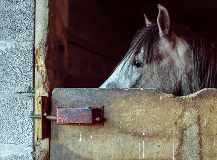 Les tics du cheval