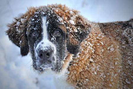Le chien et l'hiver