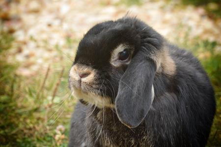 Otite externe chez les NAC (Nouveaux Animaux de Compagnie)