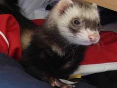 Furet