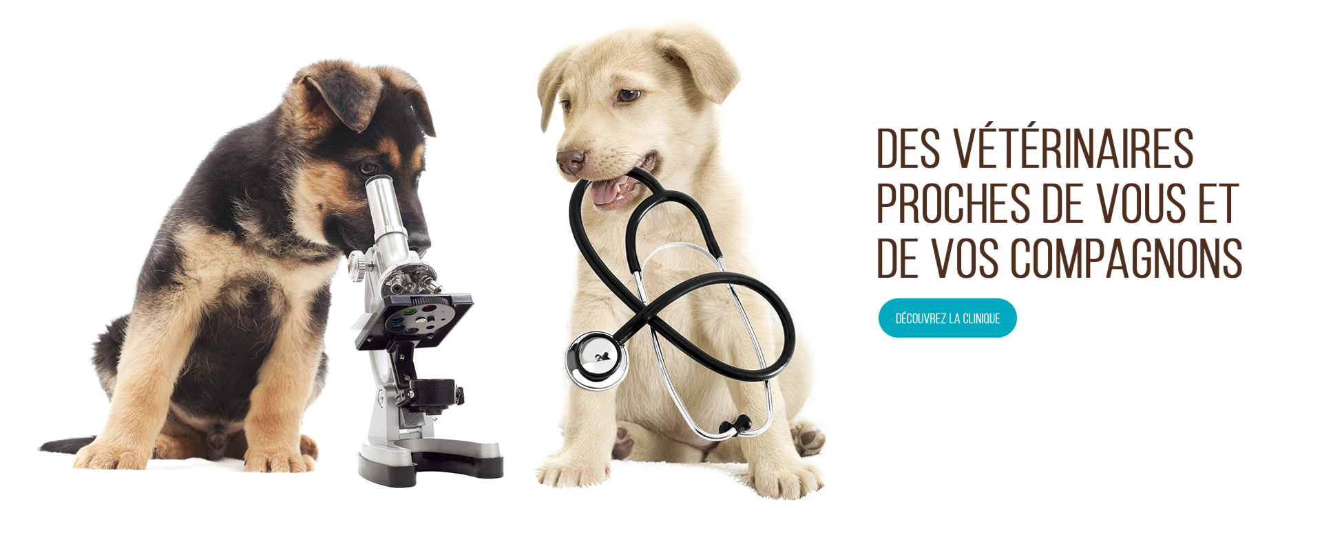 Résultat de recherche d'images pour "veterinaire"